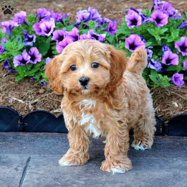 Travis, Maltipoo Puppy