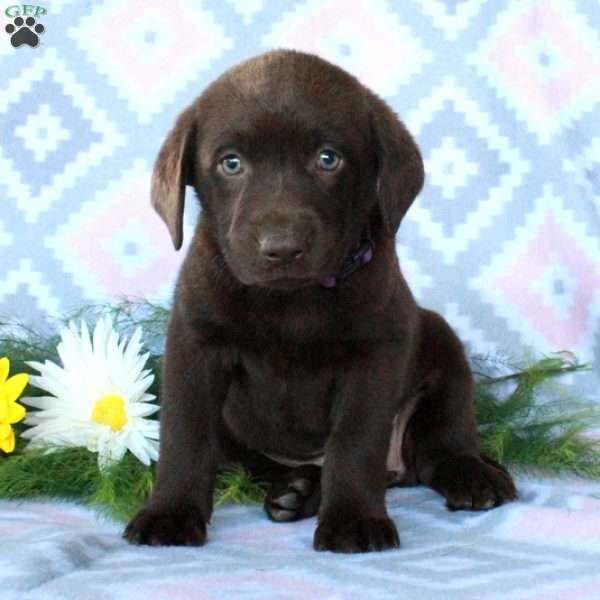 Trisha, Chocolate Labrador Retriever Puppy