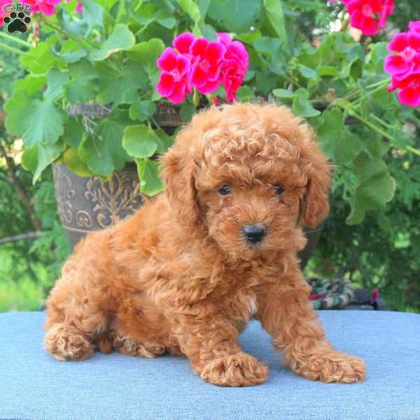 Trixie, Miniature Poodle Puppy