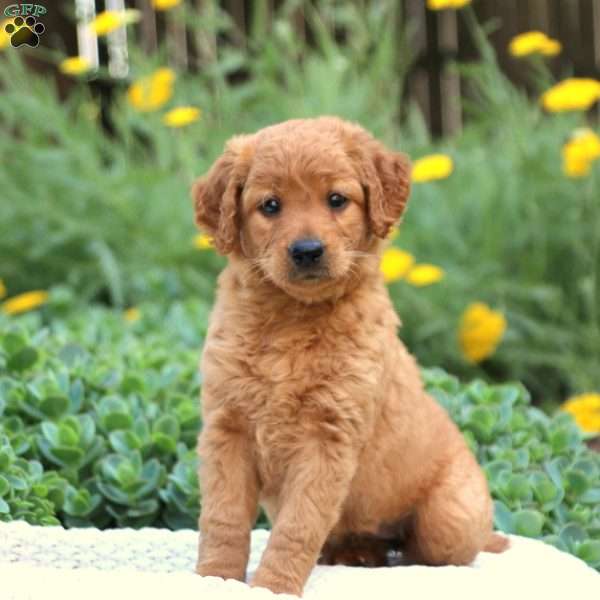 Trixie, Mini Goldendoodle Puppy