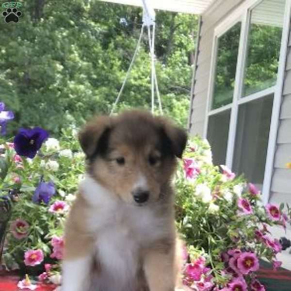 Trixie, Collie Puppy