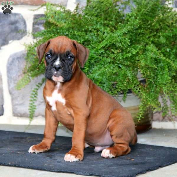 Trooper, Boxer Puppy