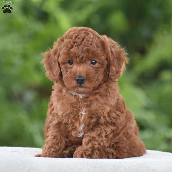 Troy, Miniature Poodle Puppy