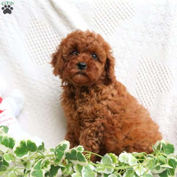 Truffle, Cavapoo Puppy