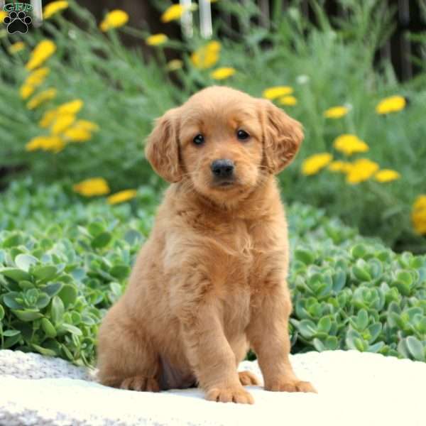 Truffle, Mini Goldendoodle Puppy