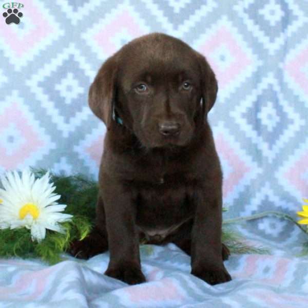 Truly, Chocolate Labrador Retriever Puppy