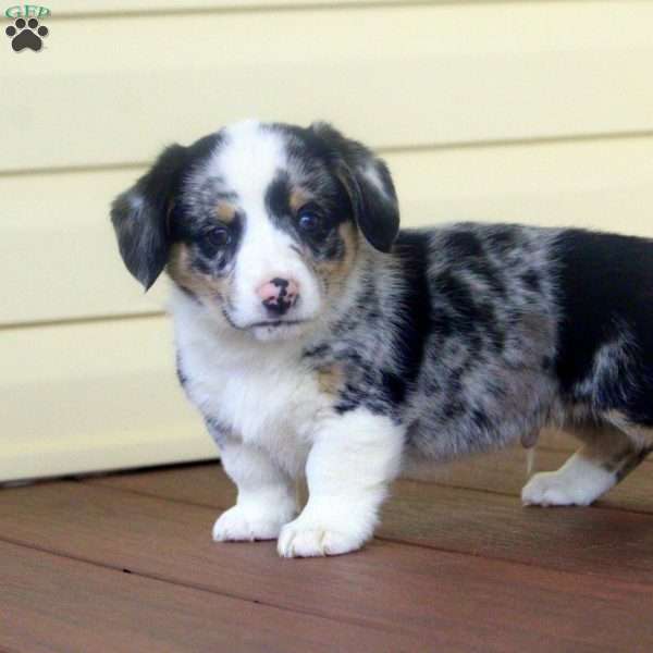 Trump, Pembroke Welsh Corgi Puppy