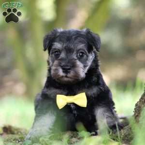 Tucker, Miniature Schnauzer Puppy