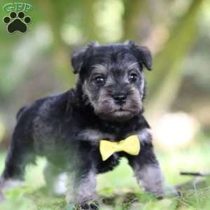 Tucker, Miniature Schnauzer Puppy