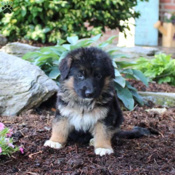 Tucker - German Shepherd Puppy For Sale in Pennsylvania