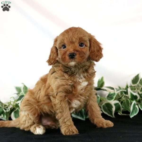 Tucker, Cavapoo Puppy