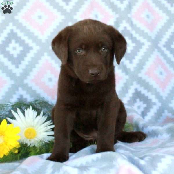 Tulip, Chocolate Labrador Retriever Puppy