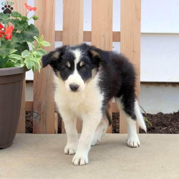 Tulip, Border Collie Puppy