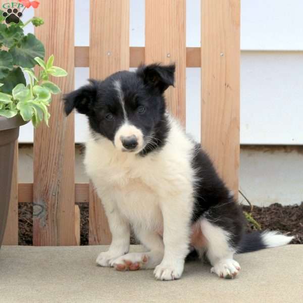 Twila, Border Collie Puppy