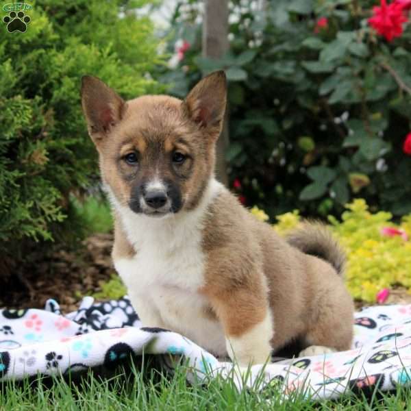 Twinkle, Welsh Corgi Mix Puppy