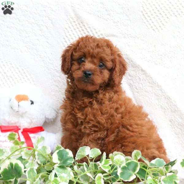 Twinkle, Cavapoo Puppy