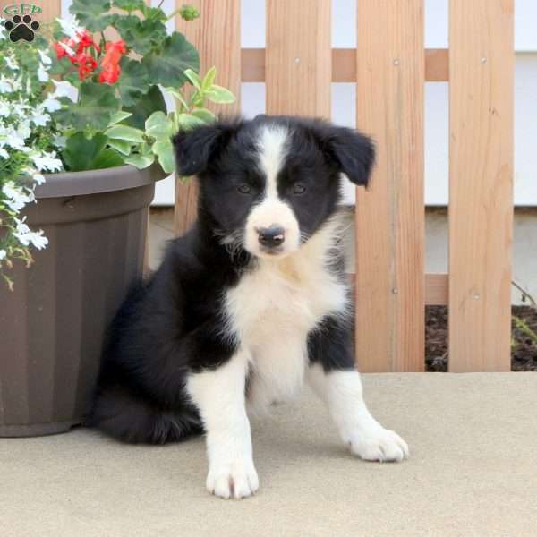 Tyler, Border Collie Puppy