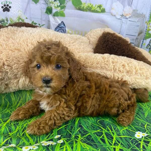 Thor, Cavapoo Puppy