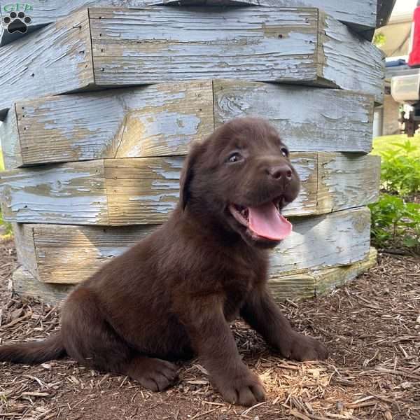 Duke, Chocolate Labrador Retriever Puppy