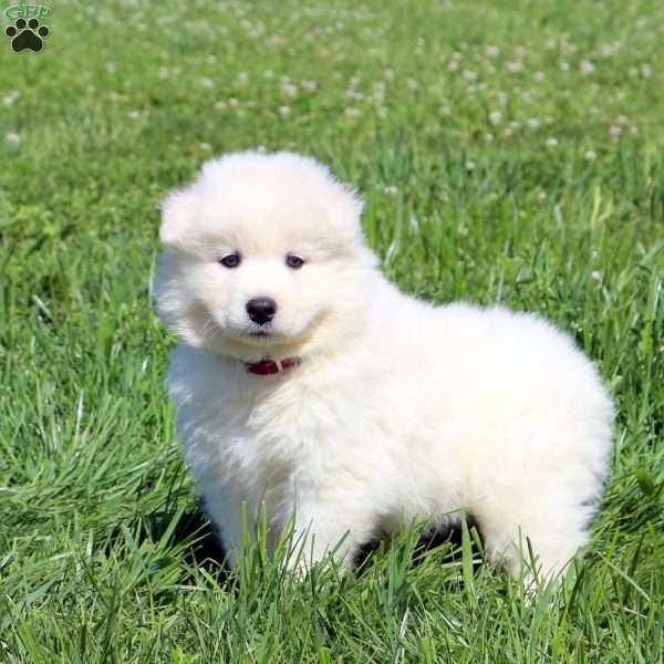 Valen, Samoyed Puppy