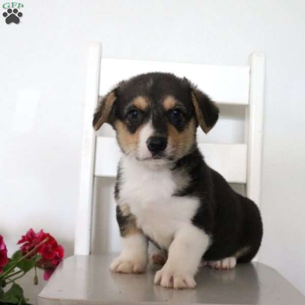 Vander, Pembroke Welsh Corgi Puppy