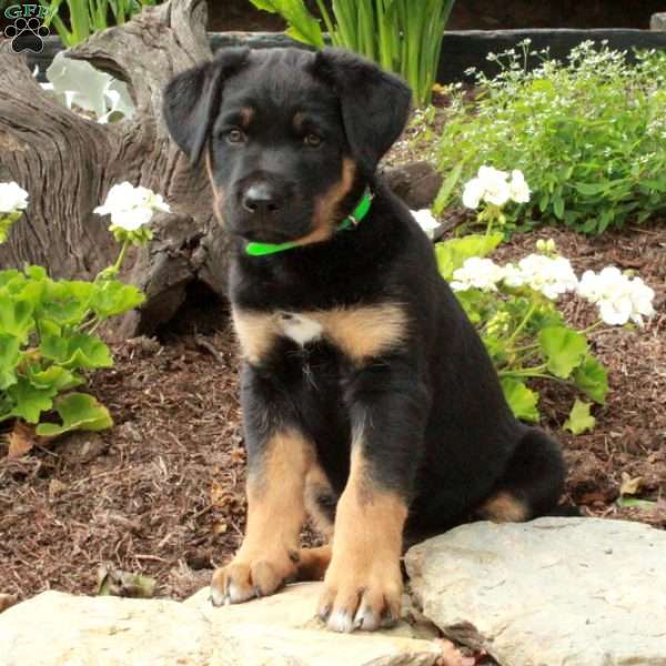 Vanner, German Shepherd Mix Puppy