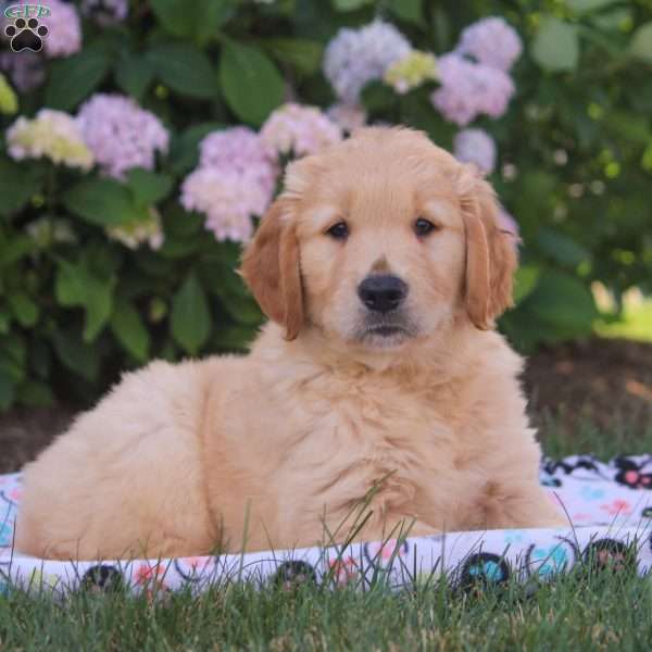 Vaughn, Golden Retriever Puppy