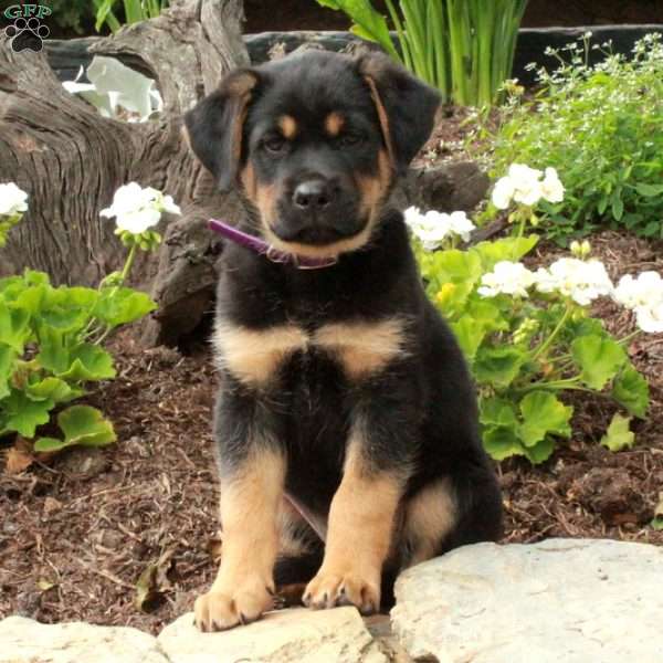 Vic, German Shepherd Mix Puppy