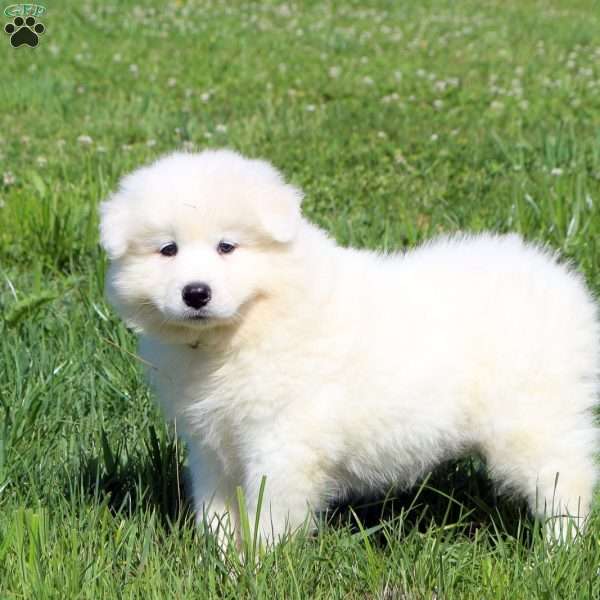 Victor, Samoyed Puppy