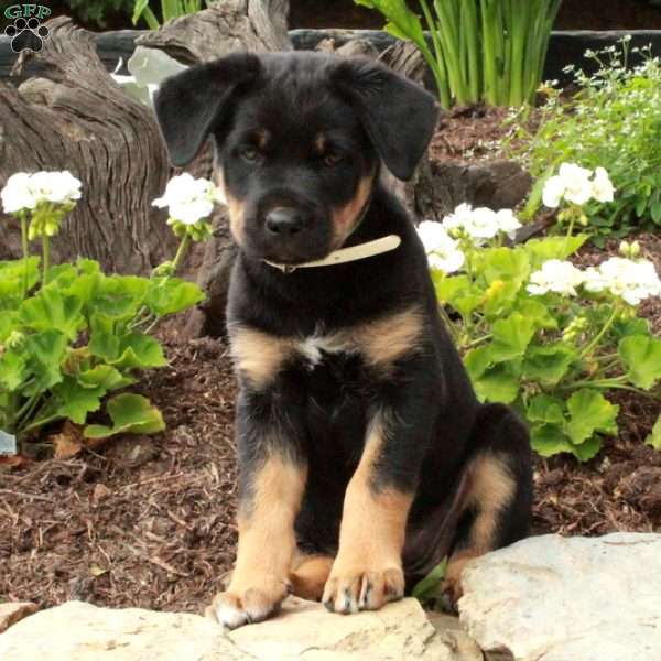 Victoria, German Shepherd Mix Puppy