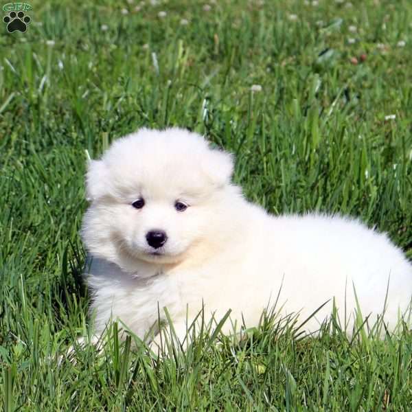 Victoria, Samoyed Puppy