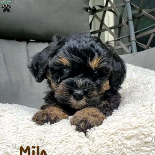 Mila, Mini Bernedoodle Puppy