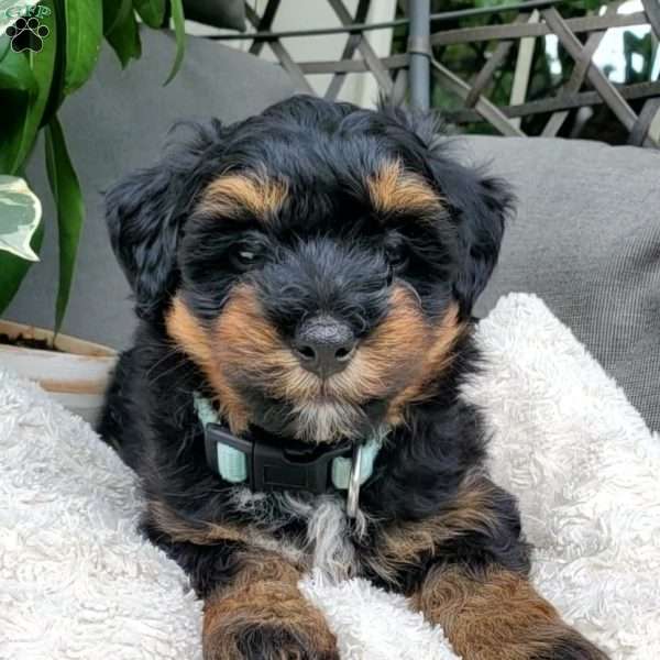 Mason, Mini Bernedoodle Puppy