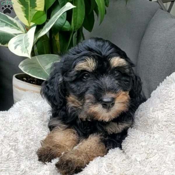 Marly, Mini Bernedoodle Puppy