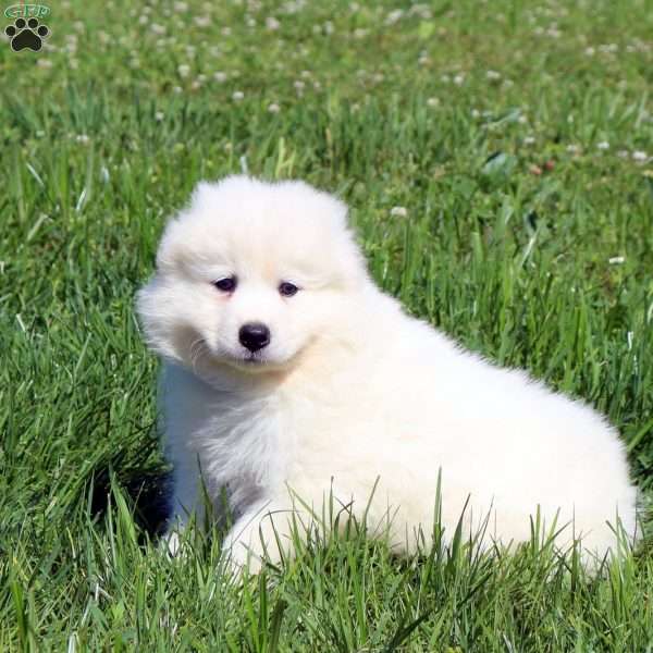 Vince, Samoyed Puppy