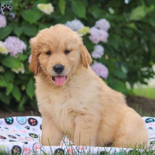 Vinnie, Golden Retriever Puppy