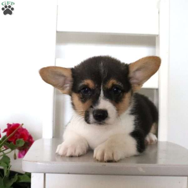 Vinny, Pembroke Welsh Corgi Puppy