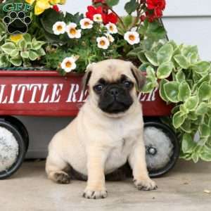 Pug Puppies For Sale - Greenfield Puppies