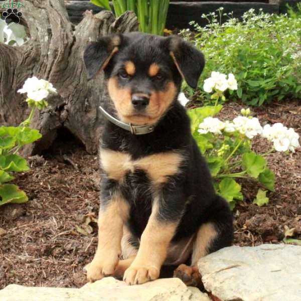 Violet, German Shepherd Mix Puppy