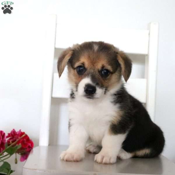 Violet, Pembroke Welsh Corgi Puppy