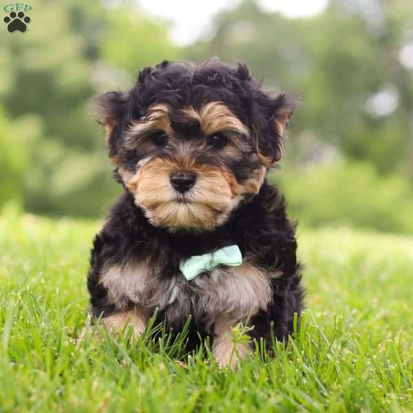 Wade, Morkie / Yorktese Puppy