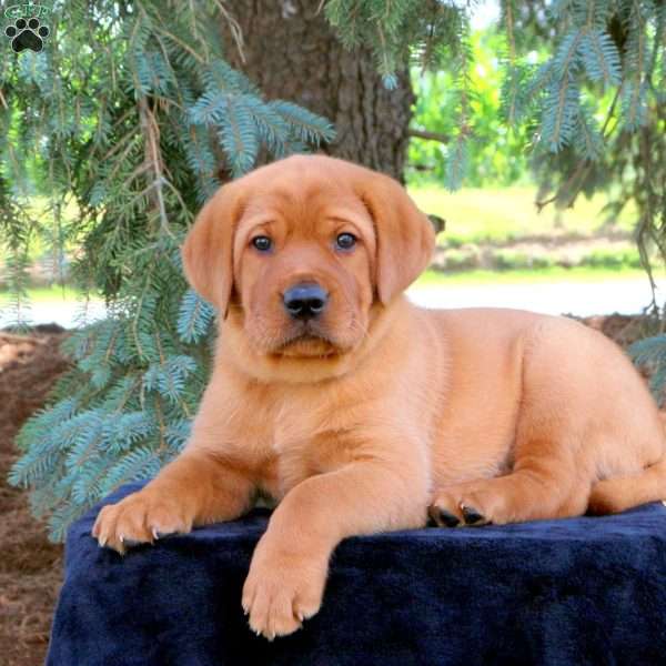 Wader, Fox Red Labrador Retriever Puppy