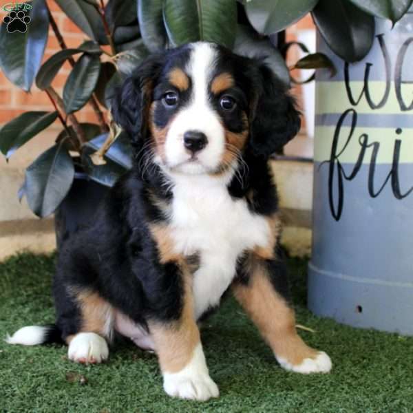 Walker, Miniature Bernese Mountain Dog Puppy