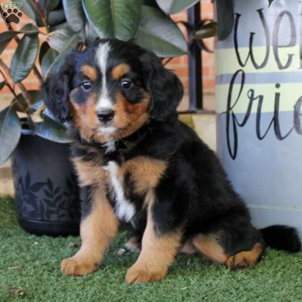 Wanda, Miniature Bernese Mountain Dog Puppy