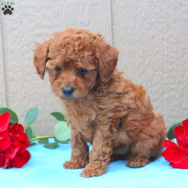 Wanda, Toy Poodle Puppy