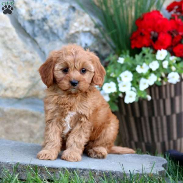 Wanda, Cavapoo Puppy