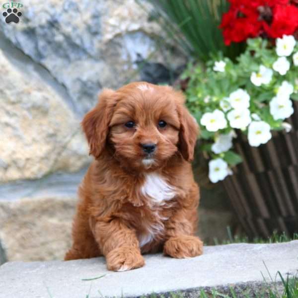 Watson, Cavapoo Puppy