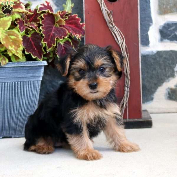 Waverly, Yorkie Puppy