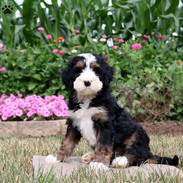 Waverly, Mini Bernedoodle Puppy