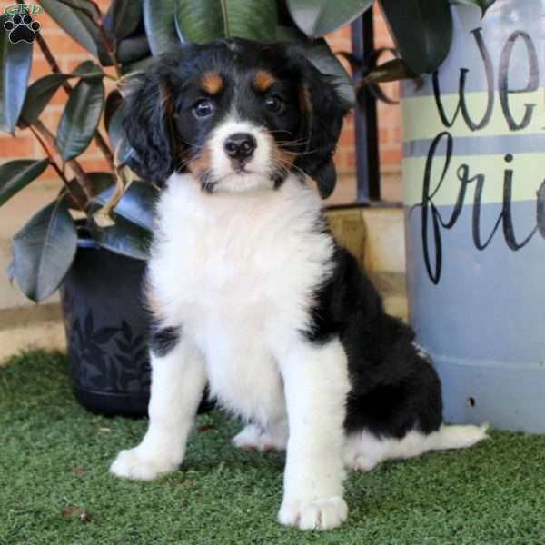 Wendy, Miniature Bernese Mountain Dog Puppy